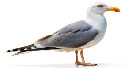Elegant grey seagull, isolated on white, perfect for conceptual designs or wildlife projects.