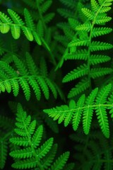 Obraz premium Tropical fern fronds in shades of dark green and light green, vegetation, tropical ferns, foliage colors