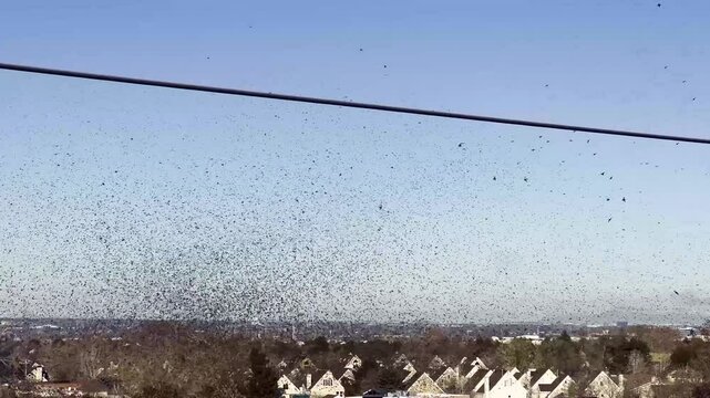 Handheld shot of a murmuration of small black birds swirling over homes in Midvale, Utah. The camera follows their movement, with the snowy Rocky Mountains in the background on a sunny winter day.