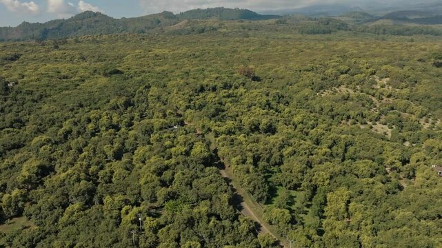 DRONE: REVEAL SHOT OF AVOCADO FIELDS IN URUAPAN