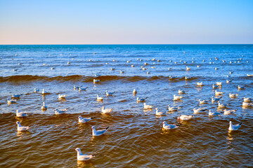 seagulls resting sea, natural habitat of seabirds, coastal ecosystems prosperity of life harmony...