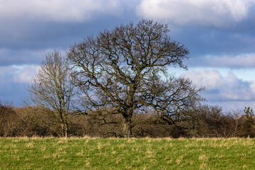 Fototapeta premium A bare tree in a field on a sunny winter's day