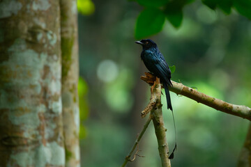 Greater racket-tailed drongo (Dicrurus paradiseus) perching on mossy branch, spotted in Dairy Farm Nature Park Singapore