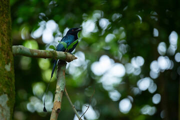 Greater racket-tailed drongo (Dicrurus paradiseus) perching on mossy branch, spotted in Dairy Farm Nature Park Singapore