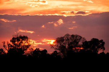 Sunset among eucalyptus trees in Piedrabuena