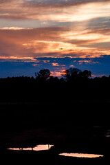 Sunset between eucalyptus trees and two puddles in Piedrabuena