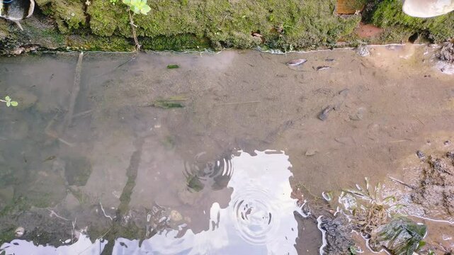 Thousand fish. Thousand fish are gutter-dwelling fish. The scientific name of the thousand fish is Gambusia Affinis.