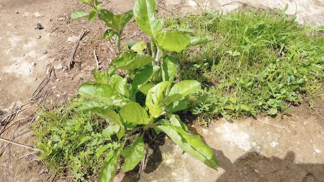 Vile shards. Keji shard is a herbal plant for diabetes and kidney stones. The scientific name of the vile shard is Strobilanthes Crispa.