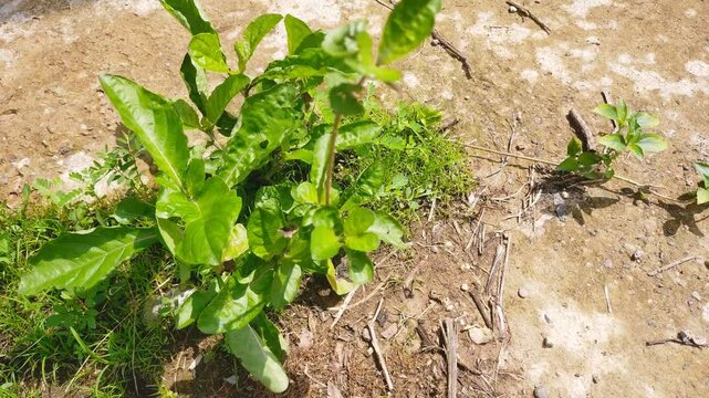 Vile shards. Keji shard is a herbal plant for diabetes and kidney stones. The scientific name of the vile shard is Strobilanthes Crispa.