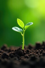 Tiny cucumber seeds sprout into tender shoots, foliage, seed, growth