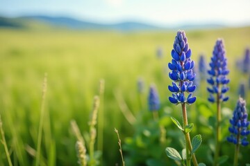 Tiny blue lupines growing amidst tall grasses in a vast open landscape, open range, grasslands