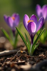 Small insect collects nectar from crocus flowers on wooden sawdust, nature, crocuses