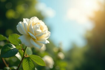 delicate white rose bloom against a bright sunny sky, foliage, floral, gardenia