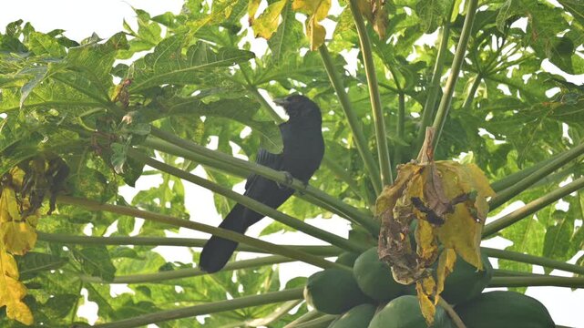 Asian koel or Eudynamys scolopaceus. It &nbsp;is a member of the&nbsp;cuckoo&nbsp;family&nbsp;of&nbsp;birds, the&nbsp;Cuculidae. It is found in the&nbsp;Indian Subcontinent and Southeast Asia. Male Asian koel sitting on papaya tree. 