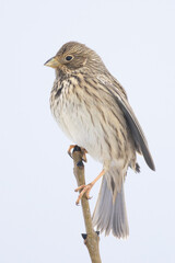 Corn Bunting Emberiza calandra perched on branch in Putgarten, Insel Rügen, Germany