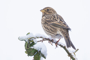 Corn Bunting Emberiza calandra perched on blackberry bush branch in Putgarten, Insel Rügen, Germany