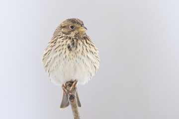 Corn Bunting Emberiza calandra perched on branch in Putgarten, Insel Rügen, Germany