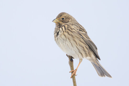Corn Bunting Emberiza calandra perched on branch in Putgarten, Insel R&uuml;gen, Germany