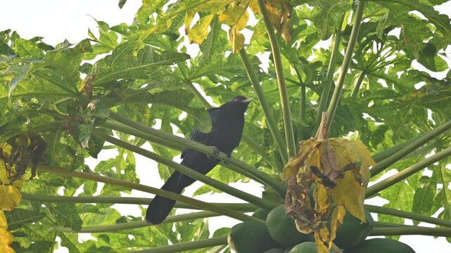 Asian koel or Eudynamys scolopaceus. It &nbsp;is a member of the&nbsp;cuckoo&nbsp;family&nbsp;of&nbsp;birds, the&nbsp;Cuculidae. It is found in the&nbsp;Indian Subcontinent and Southeast Asia. Male Asian koel sitting on papaya tree. 
