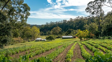 Obraz premium Serene Farmland Landscape Under Sunny Sky