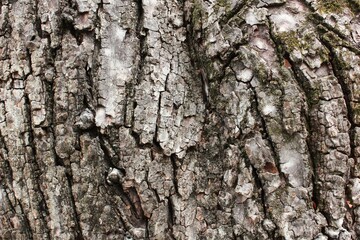 tree bark texture