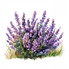 Fototapeta premium Painting of a purple bush with purple flowers
