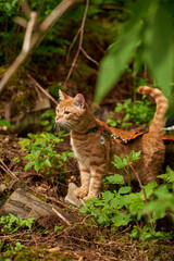 Ginger cat in harness exploring forest, standing on rock among green plants, attentively observing nature with focused expression