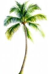 Obraz premium Palm tree is the main focus of the image