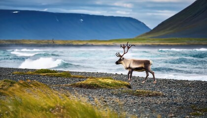Naklejka premium Wild Reindeer Roaming the Frosty Icelandic Coastline, Framed by the Majestic Cliffs and Dramatic Winter Skies, Capturing a Scene of Serene Beauty and Wildlife in the Land of Fire and Ice.