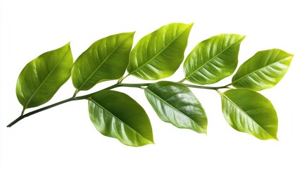 Fototapeta premium A photostock of tropical green leaves on a white background, vibrant and large.