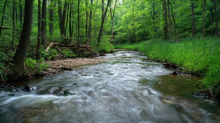 Obraz premium Serene Forest Stream: A Tranquil Escape in Nature's Embrace