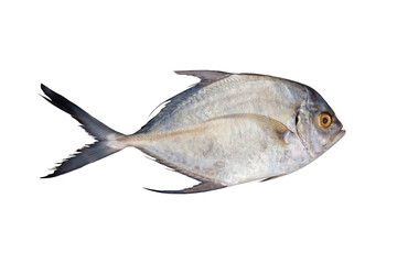 Fresh Fish From The Sea Isolated On White Background, Food.
