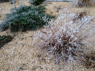 Delicate frost graces a small bush and evergreen shrub, creating a serene winter scene in the...