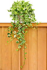 Potted Vines On Brown Wooden Wall.
