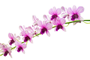 Purple Orchid Isolated On White Background.