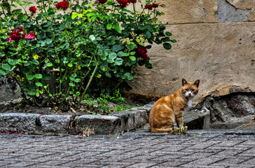 July 31th 2021 - Montbrison, France : Focus on a cooper and white cat on the pavment of a courtyard, with roses.