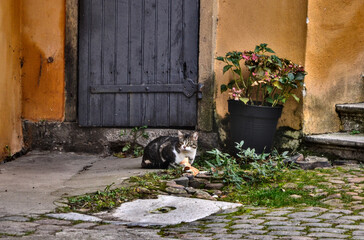 Lyon, France - November 11th 2021 : Focus on a cat lying down in a courtyard. He's close to a dark blue wooden door.