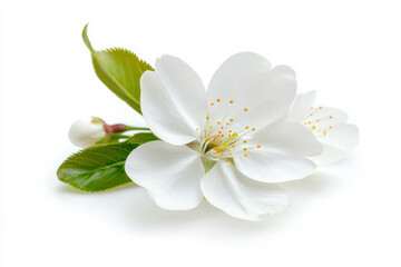 Delicate white flower with green leaves showcasing natural beauty and tranquility. isolated on white background.