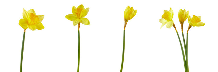 set of spring daffodil flowers isolated on white or transparent png © David Kreuzberg