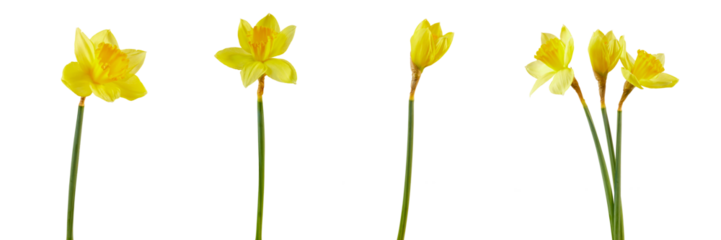 set of spring daffodil flowers isolated on white or transparent png