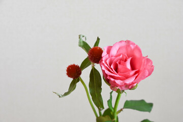 Obraz premium 千日紅とばら