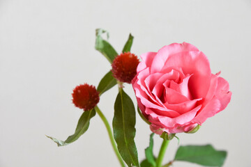 Obraz premium 薔薇と千日紅