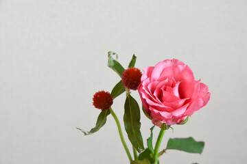 Obraz premium 薔薇と千日紅