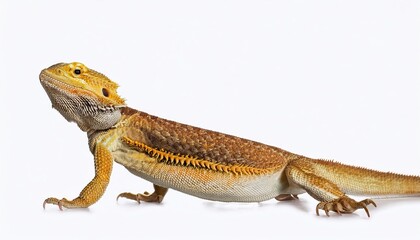 Fototapeta premium Yellow Bearded Dragon Standing Sideways Majestic Reptile Basking in Desert Sands with a Hint of Warmth and Mystery