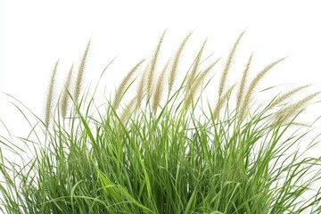 Green grass swaying, white background, nature, design