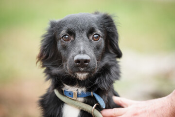 Rescued dog from a street during his regular walk, dog is placed in new foster home where it has regular food, full medical care and regular trainings