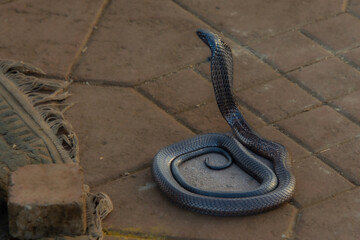 Cobra snake on the Jemma El Fna square in Marrakech in Morocco