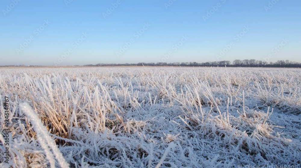 Wall mural Frosty field sunrise, winter landscape