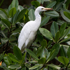  Great Egret (Ardea alba) in mangrove forest at Laguna Gri-Gri in Northern Domonican Republic, Caribbean.