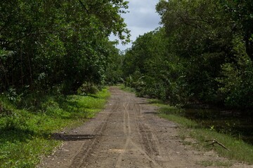 Dirt road through dense forest in the Northern Dominican Republic, Caribbean.